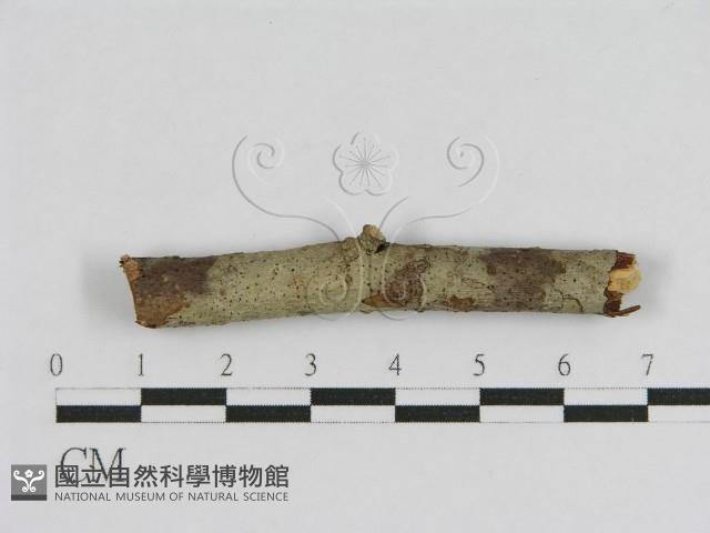 登錄號:F0012833藏品圖，第1張