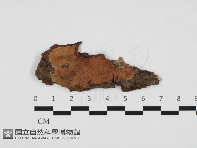 登錄號:F0032833藏品圖，第1張