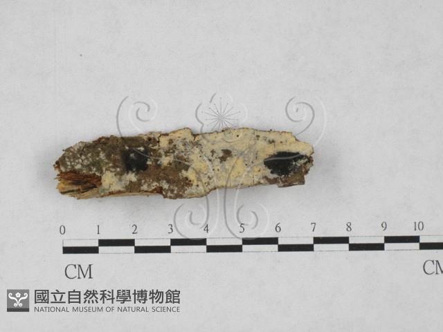 登錄號:F0027833藏品圖，第1張