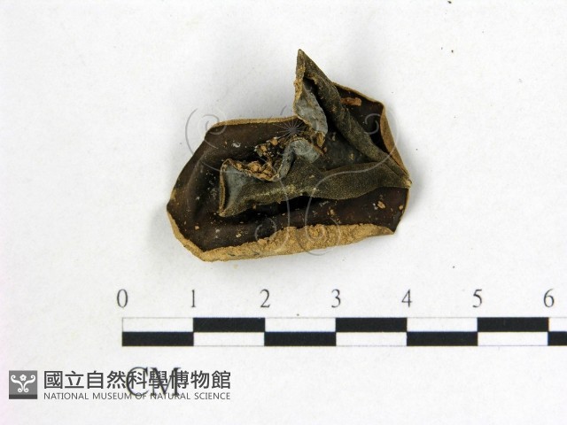 木耳藏品圖，第1張