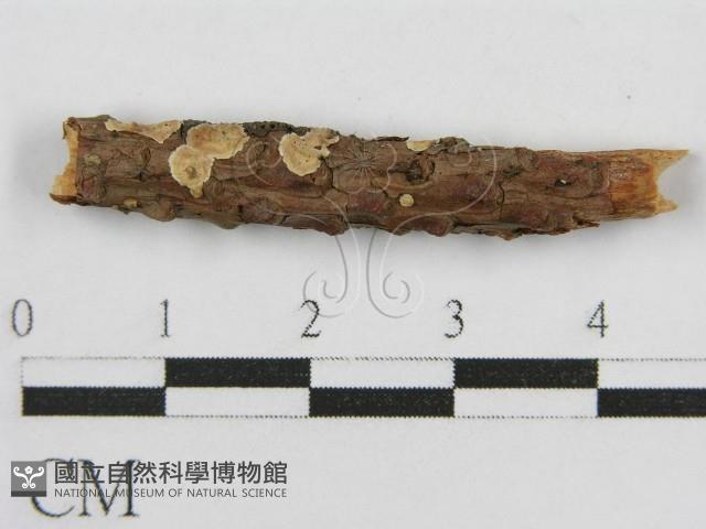 登錄號:F0017833藏品圖，第1張