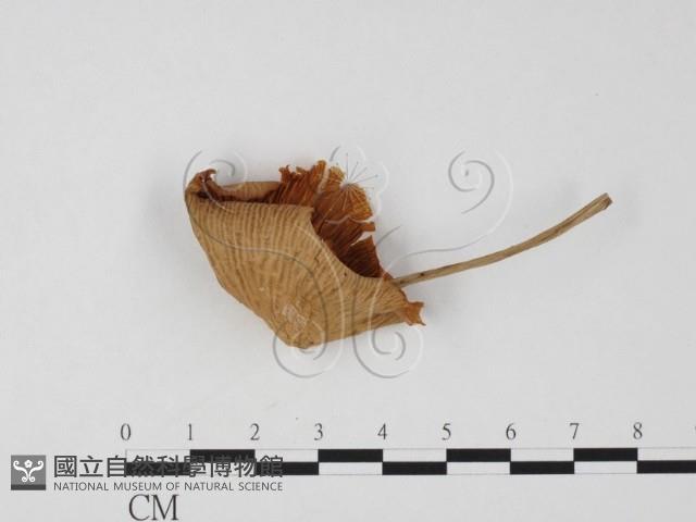 登錄號:F0025833藏品圖，第1張