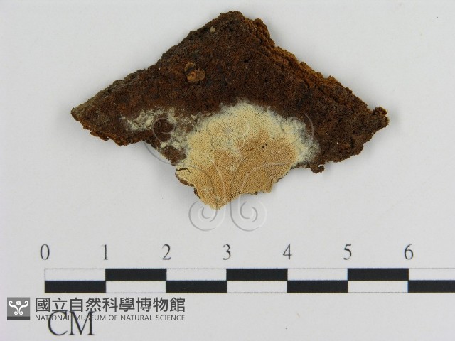 登錄號:F0005833藏品圖，第1張