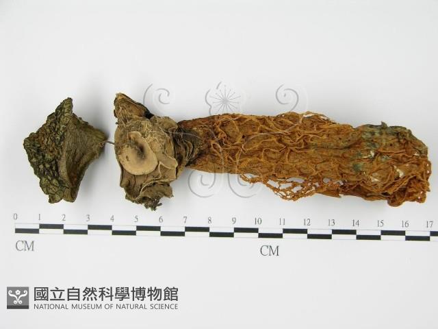 登錄號:F0015833藏品圖，第1張