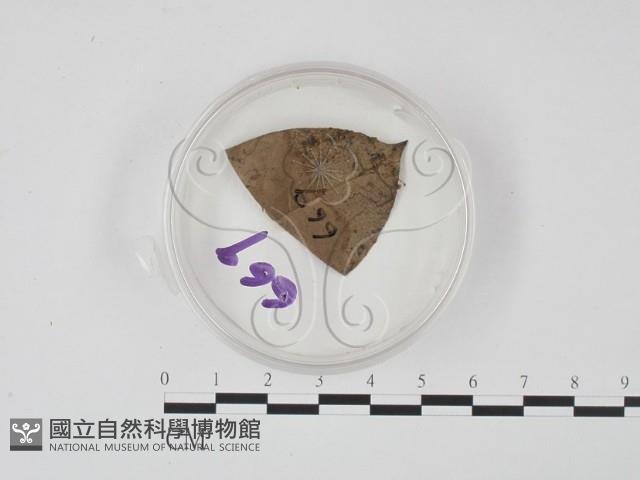 登錄號:F0009833藏品圖，第1張