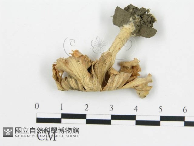 登錄號:F0003833藏品圖，第1張