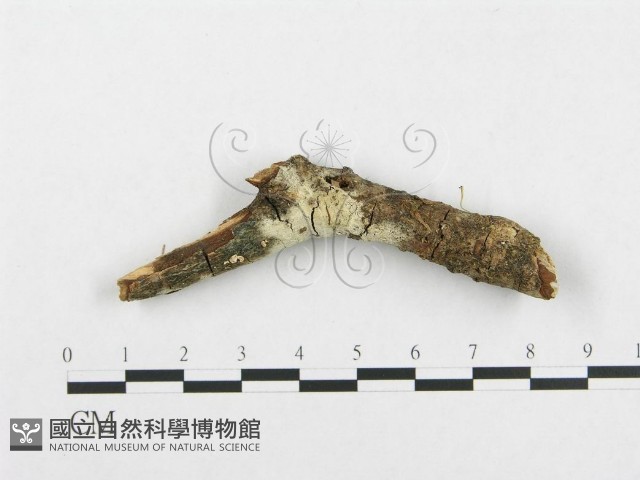登錄號:F0013833藏品圖，第1張