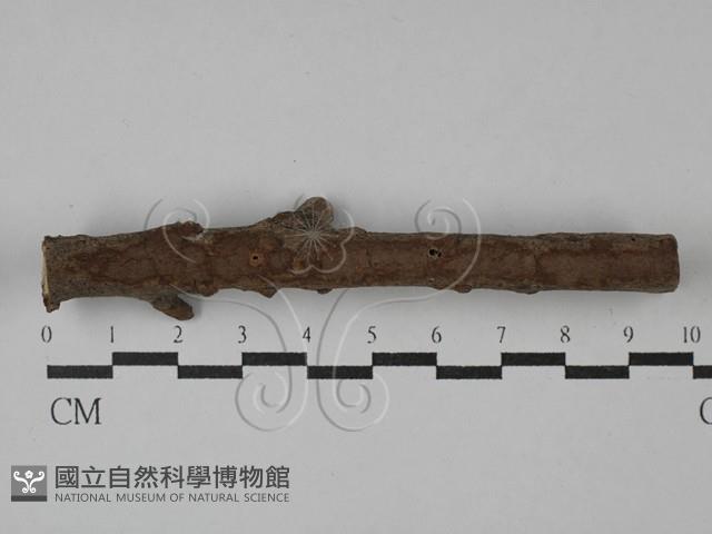 刺革菌屬藏品圖，第1張
