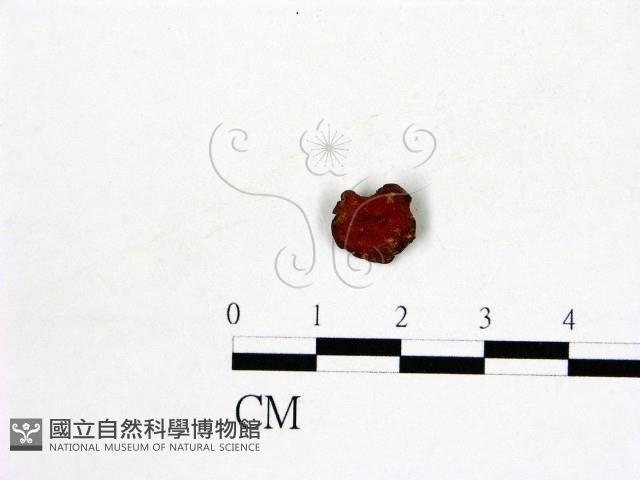 登錄號:F0008933藏品圖，第1張