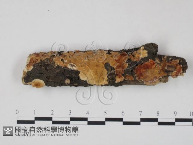 登錄號:F0020933藏品圖，第1張