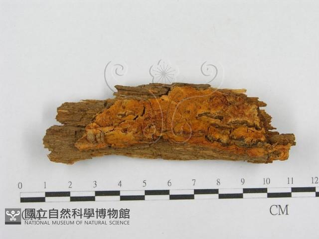 館號:F0000933藏品圖，第1張