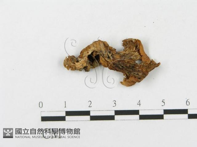 登錄號:F0010933藏品圖，第1張