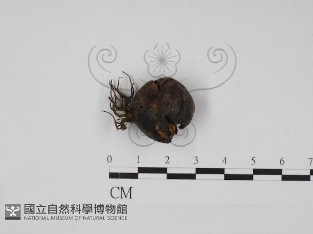 登錄號:F0030933藏品圖，第1張