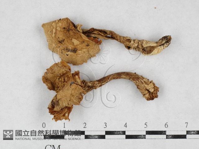 登錄號:F0026933藏品圖，第1張