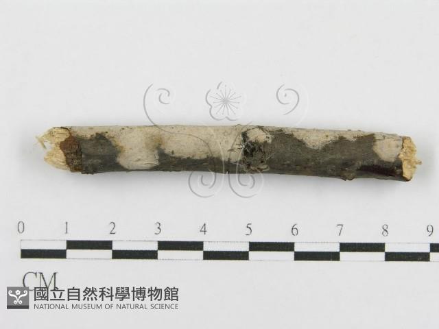 登錄號:F0016933藏品圖，第1張