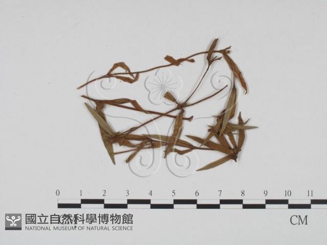 登錄號:F0011933藏品圖，第1張