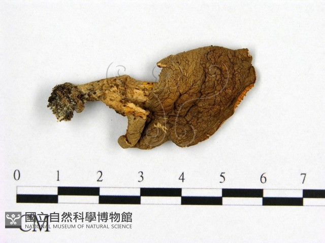 登錄號:F0004933藏品圖，第1張