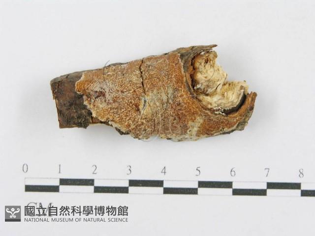 射脈菌屬藏品圖，第1張