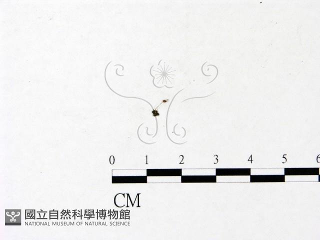 登錄號:F0022933藏品圖，第1張