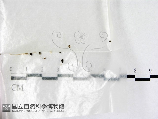 鬼傘屬藏品圖，第1張