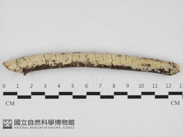 登錄號:F0032933藏品圖，第1張