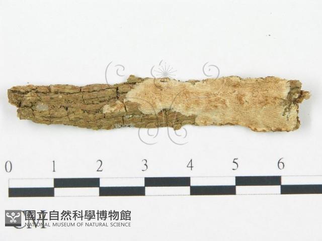 登錄號:F0007933藏品圖，第1張