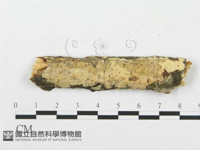 登錄號:F0017933藏品圖，第1張