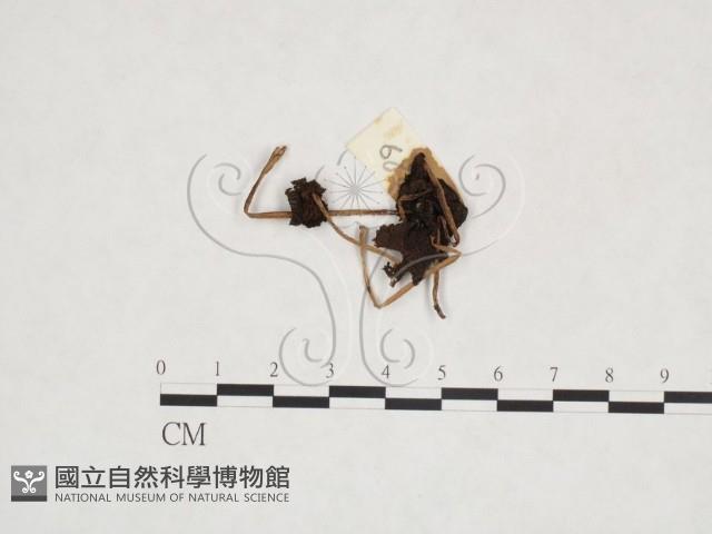 鬼傘屬藏品圖，第1張