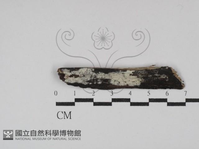 登錄號:F0029933藏品圖，第1張