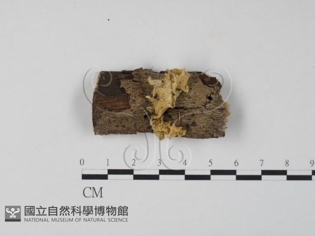 登錄號:F0009933藏品圖，第1張