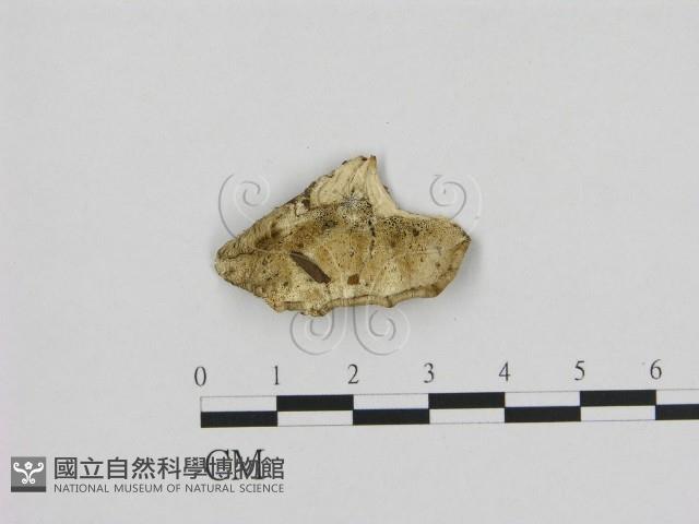 寡孔菌屬藏品圖，第1張