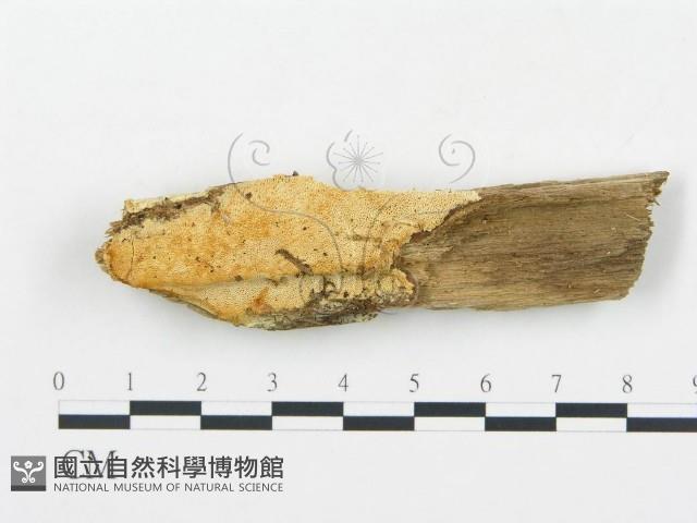 登錄號:F0013933藏品圖，第1張