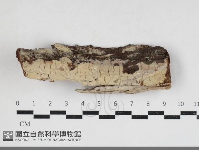 擬射脈菌屬藏品圖，第1張