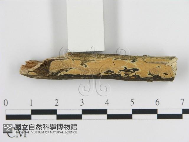 刺皮菌屬藏品圖，第1張