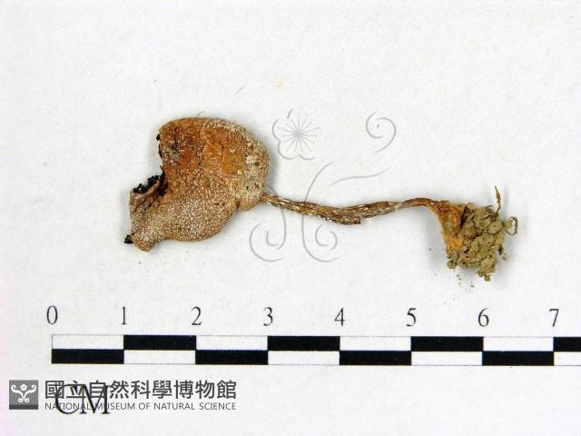 登錄號:F0000633藏品圖，第1張