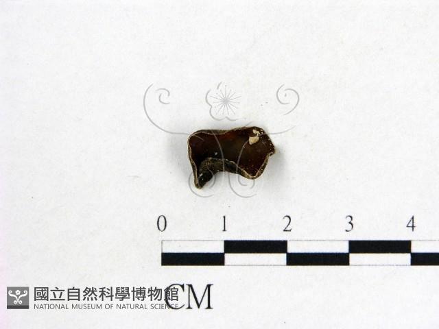 毛木耳藏品圖，第1張