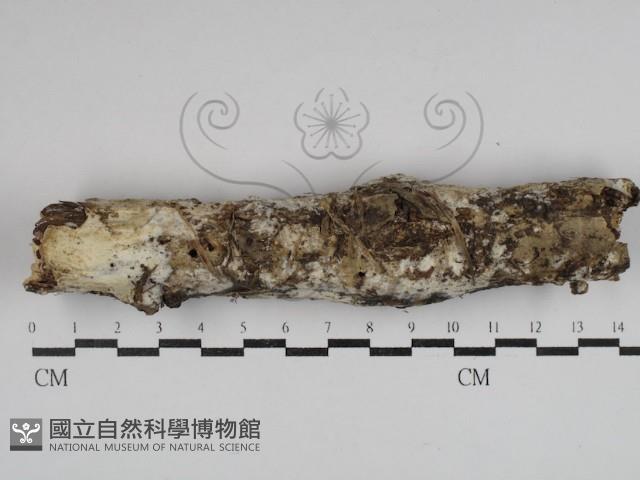 擬筍殼菌屬藏品圖，第1張