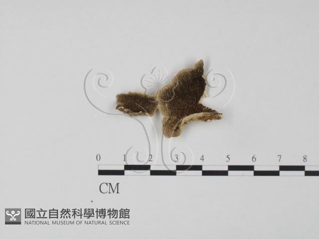 登錄號:F0006633藏品圖，第1張