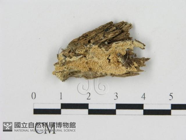 登錄號:F0016633藏品圖，第1張