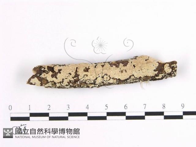 登錄號:F0001633藏品圖，第1張