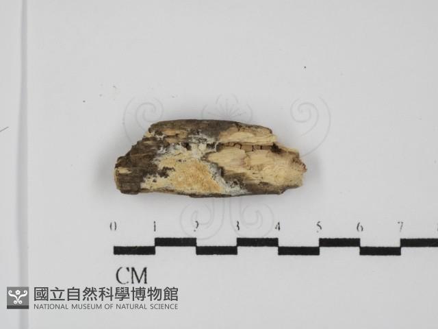 登錄號:F0031633藏品圖，第1張