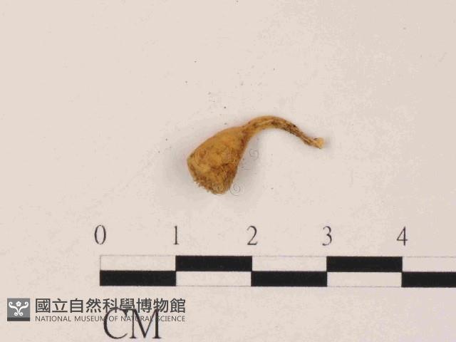 登錄號:F0014633藏品圖，第1張