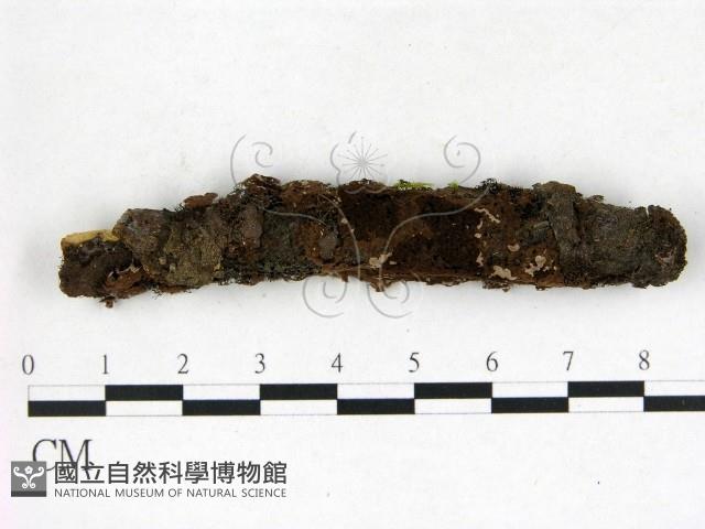 登錄號:F0022633藏品圖，第1張