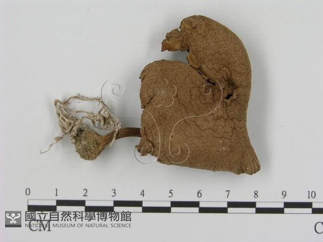 登錄號:F0012633藏品圖，第1張