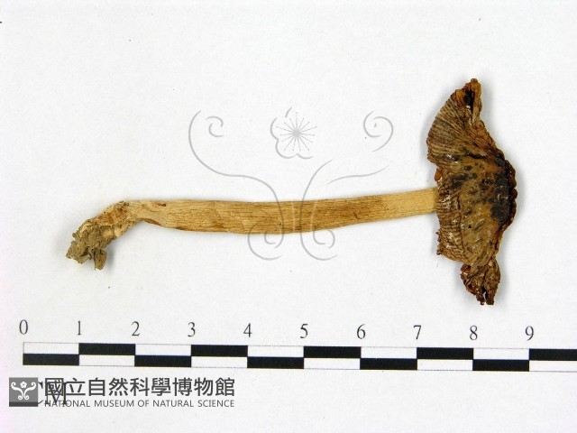 登錄號:F0007633藏品圖，第1張