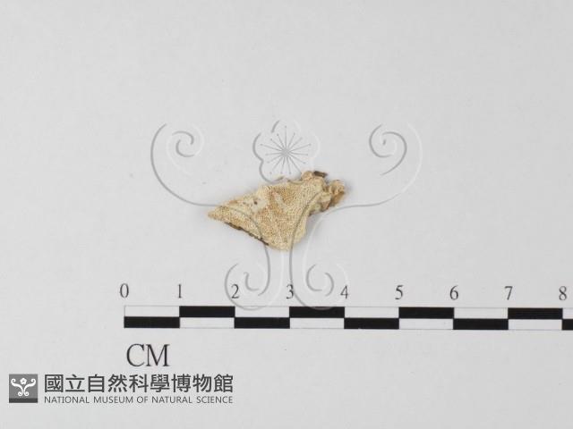 多年臥孔菌屬藏品圖，第1張