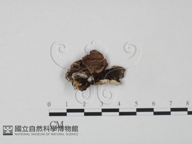 登錄號:F0009633藏品圖，第1張