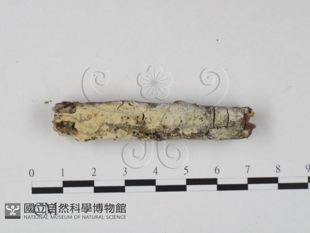 絲齒菌屬藏品圖，第1張