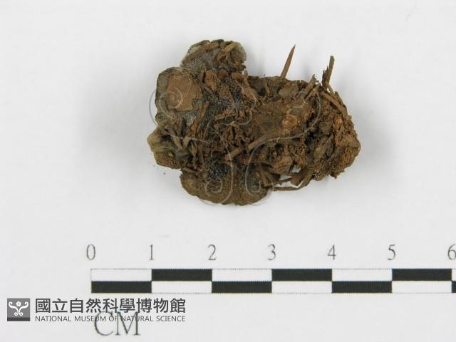 登錄號:F0013633藏品圖，第1張