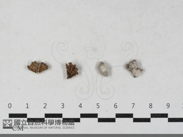 裂褶菌藏品圖，第1張